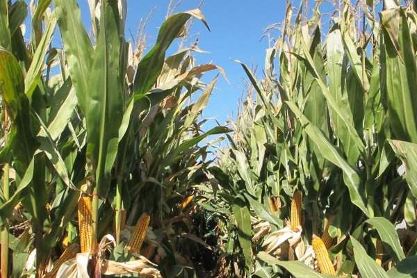 泽农1107玉米品种简介，适宜密度为每亩4500株左右