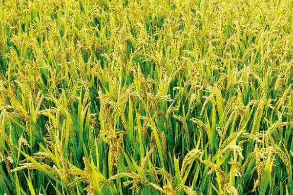 雅8优2115水稻品种简介，该品种基部叶叶鞘绿色