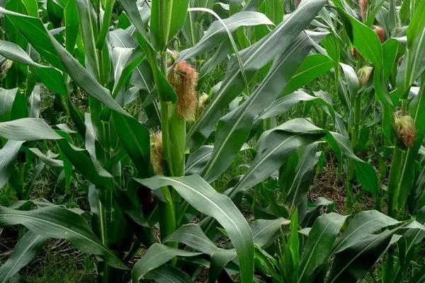 裕白玉873玉米种子特点，结合每亩施尿素20千克