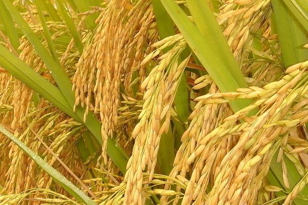 花优7991水稻种简介，该品种基部叶叶鞘绿色