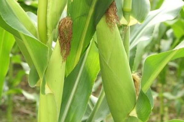 筑糯18号（区试名称：筑甜糯3号）玉米品种的特性，中抗纹枯病和穗腐病
