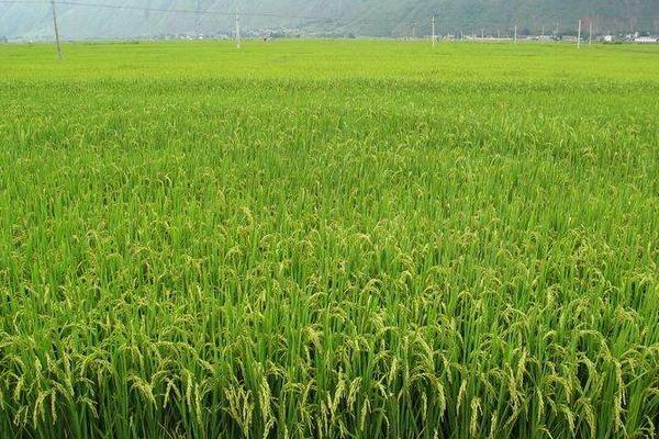 蜀优975水稻品种的特性，播种前用药剂浸种