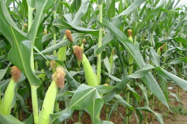 贵抗21玉米种子特点，应选择中等以上肥力地块种植