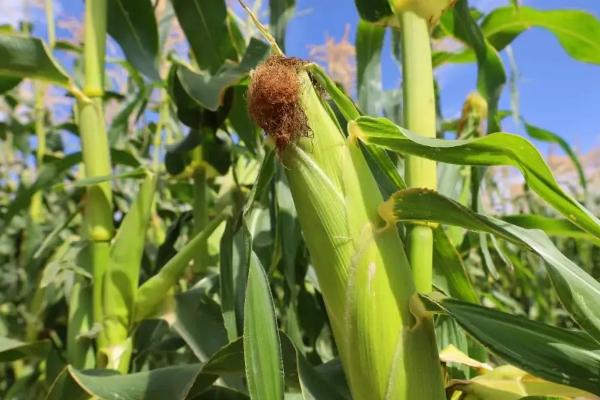 富华168玉米品种简介，春播适宜在4月上旬播种