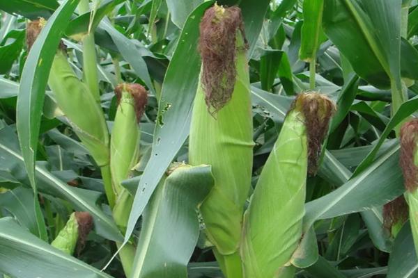 金圃18玉米种子特征特性，注意防治病虫害