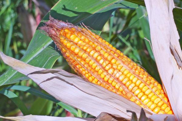 地沃8号玉米品种的特性，才能充分发挥该品种的丰产潜力
