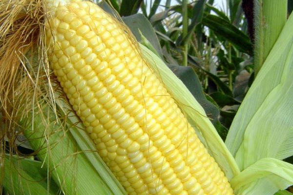 金单778玉米品种简介，每亩用15公斤尿素