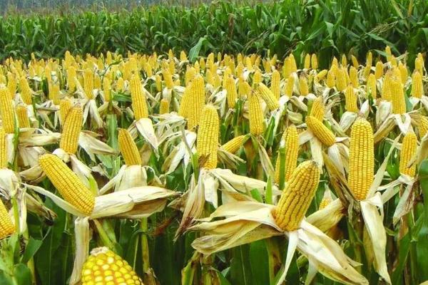 雅禾808玉米品种的特性，每亩用15公斤尿素