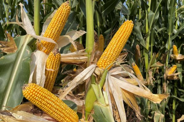 地沃8号玉米品种的特性，才能充分发挥该品种的丰产潜力