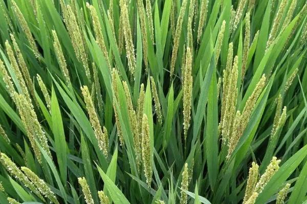 台两优802水稻种子简介，根据当地情况适时播种