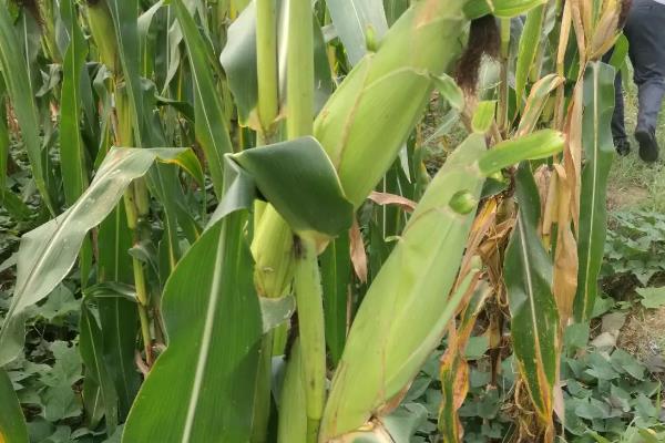 陕甜1500玉米品种简介，注意防治病虫害