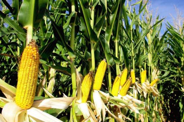 高科878玉米品种的特性，适宜播种期4月中下旬