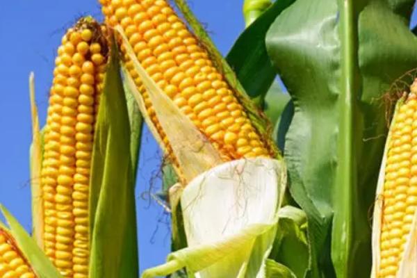 金格玉807玉米品种的特性，区试平均生育期131天