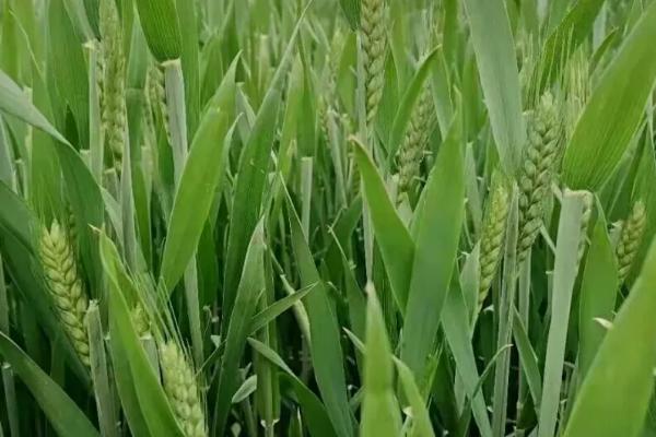 西农282小麦种子特征特性，为多穗型品种