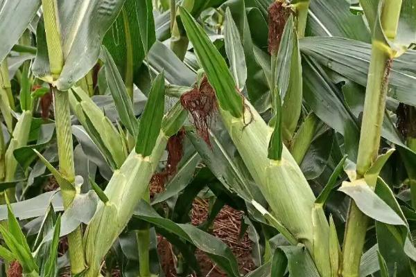 吉农902玉米种子特征特性，种植密度每亩4500株