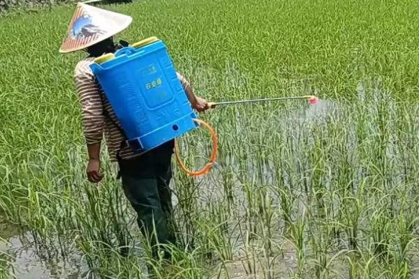 抗性稗草用什么除草剂，可以选用精恶唑禾草灵除草剂等