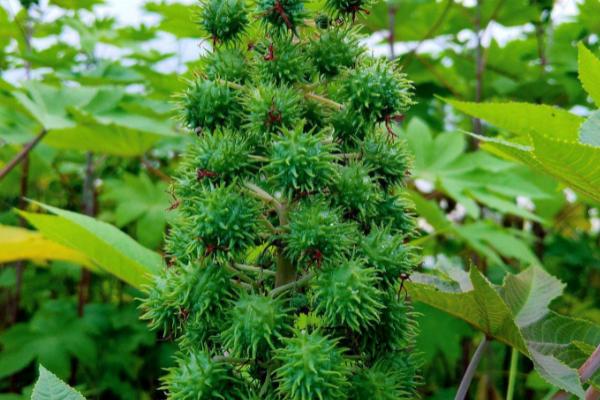 种植蓖麻的要点，从出苗到开花要中耕3-4次