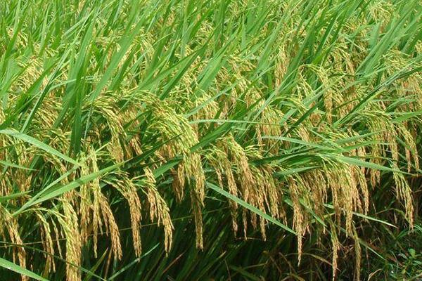 宁粳64号水稻品种的特性，属中早熟品种