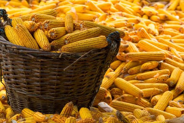 新农玉6328玉米品种的特性，抽雄期释放赤眼蜂防治玉米螟