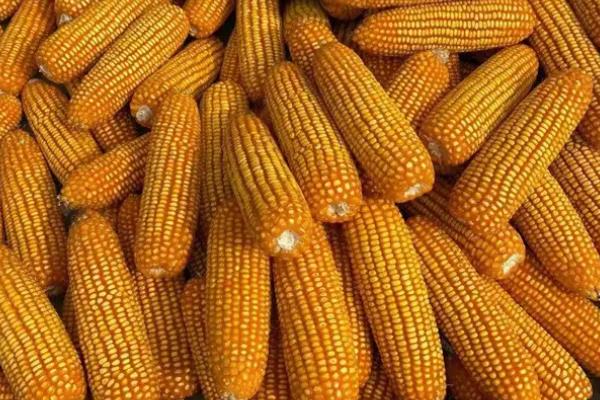 新丹125玉米种子简介，北疆春播全生育期灌水7—9次