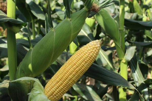 广宇568玉米品种简介，播种密度5500株/亩