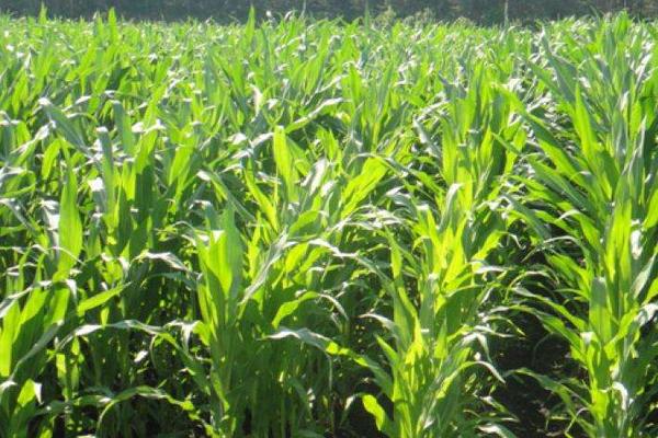 天育108玉米种子介绍，适宜密度7000株/亩中