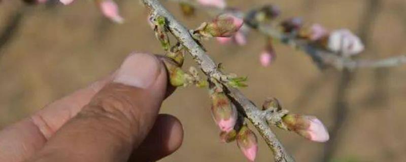 桃树疏花疏果技术，疏花以疏蕾为主