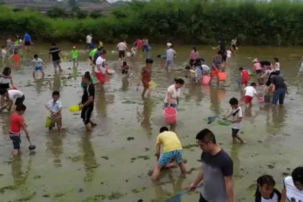 野生泥鳅几月份出洞，一般会在5月份外出交配