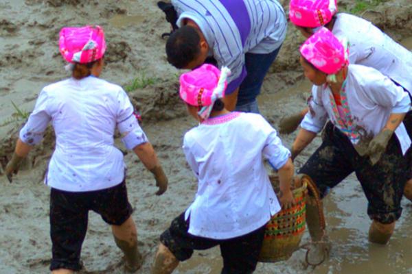 野生泥鳅几月份出洞，一般会在5月份外出交配