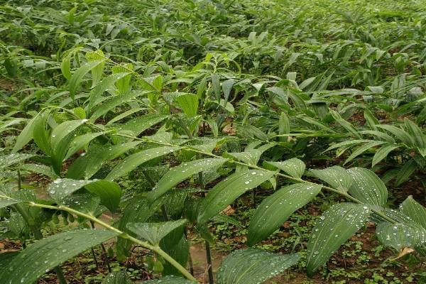 黄精的繁殖技术，可根状茎繁殖或种子繁殖