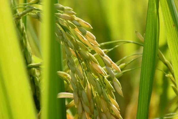 甬优4918水稻种子特征特性，注意防治病虫害