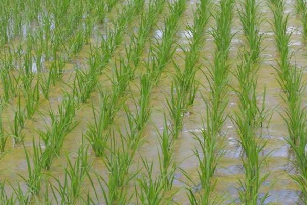 福兴优386水稻种简介，着粒密度中等