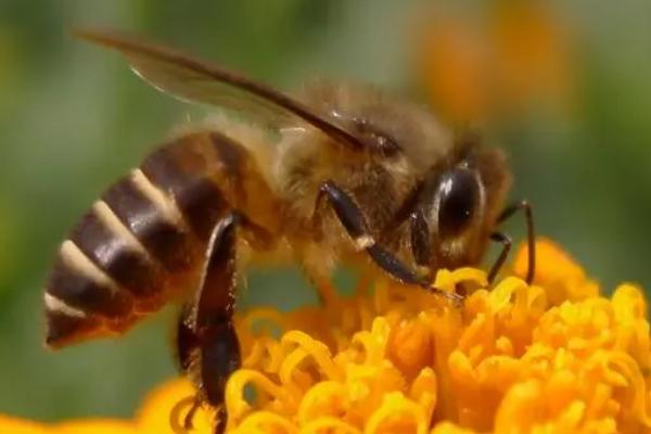 中国常见的蜜蜂有几种，有中华蜜蜂、意大利蜜蜂、东北黑蜂等11种左右