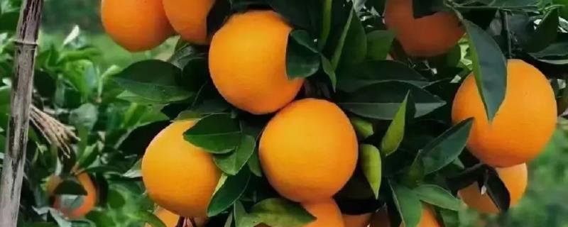 赣南脐橙简介，被列为全国十一大优势农产品之一