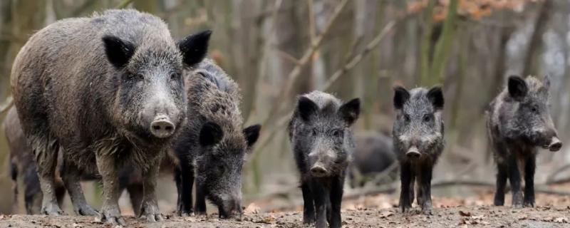 野猪的生活习性，喜欢过群居生活且随着食物和气候条件而变迁