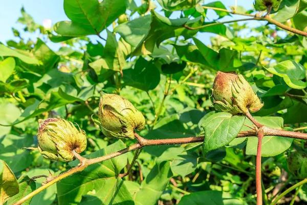 怎么避免棉花疯长，可喷施缩节胺、助壮素等药物