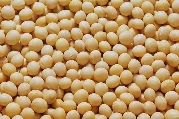 华豆15大豆品种的特性，注意防治病虫害