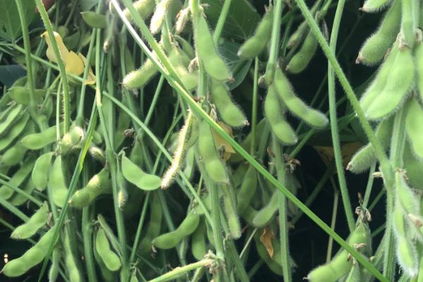 道秋11大豆品种的特性，适宜播期6月上中旬