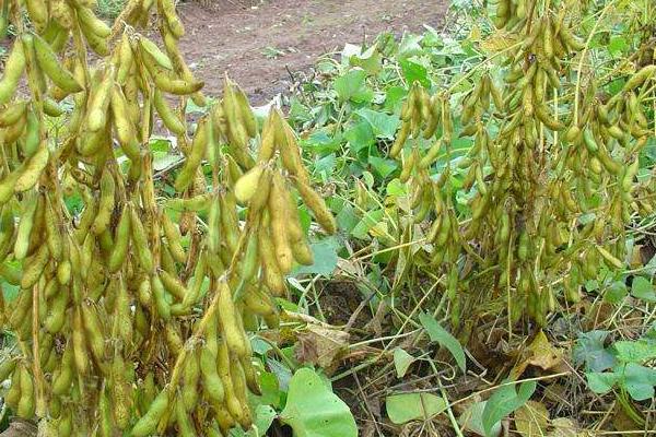 道秋11大豆品种的特性，适宜播期6月上中旬