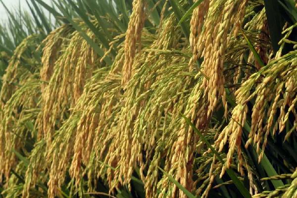 中嘉10号水稻品种的特性，晚粳常规水稻品种