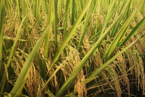 中嘉10号水稻品种的特性，晚粳常规水稻品种
