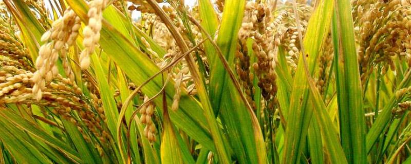 汉香773水稻种子简介，中籼两系常规水稻品种