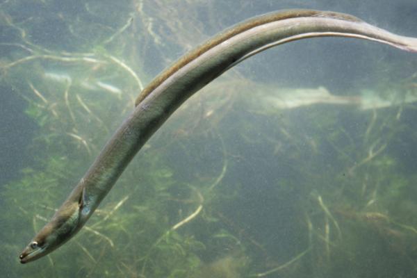 星鳗和鳗鱼有什么区别，星鳗属于康吉鳗科、鳗鱼属于鳗鲡科