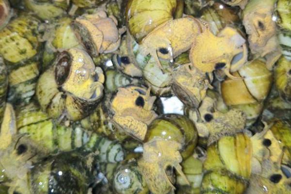 好吃的淡水螺有哪些品种，包括田螺、石螺、青蛳等种类