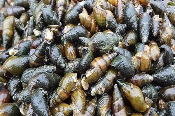 好吃的淡水螺有哪些品种，包括田螺、石螺、青蛳等种类