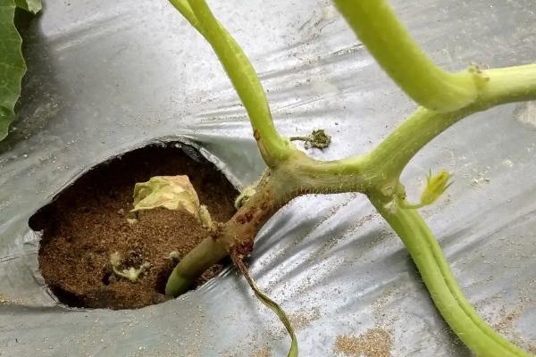 瓜类作物茎基部频繁开裂的原因，过量使用氮肥会降低表皮韧性、导致茎秆开裂