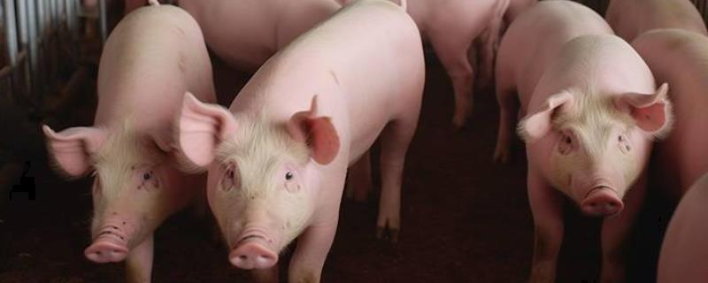 养猪喂什么食长得快，可为其提供粗精搭配的饲料