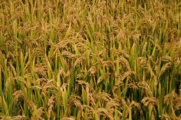 润扬稻59水稻种子特点，每亩10千克尿素并加拌除草剂