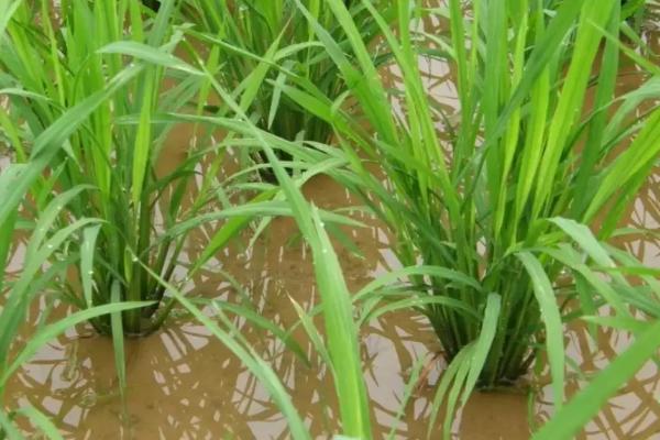 润扬稻59水稻种子特点，每亩10千克尿素并加拌除草剂