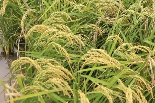晶两优4952水稻种子简介，每亩插足基本苗6万以上